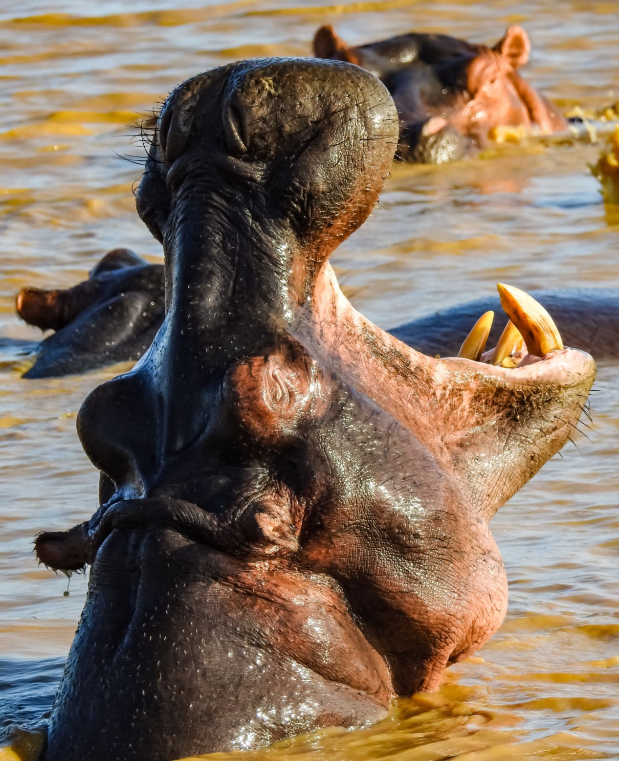 Hippo in Rufiji river in Tanzania Nyerere National park selous tanzania