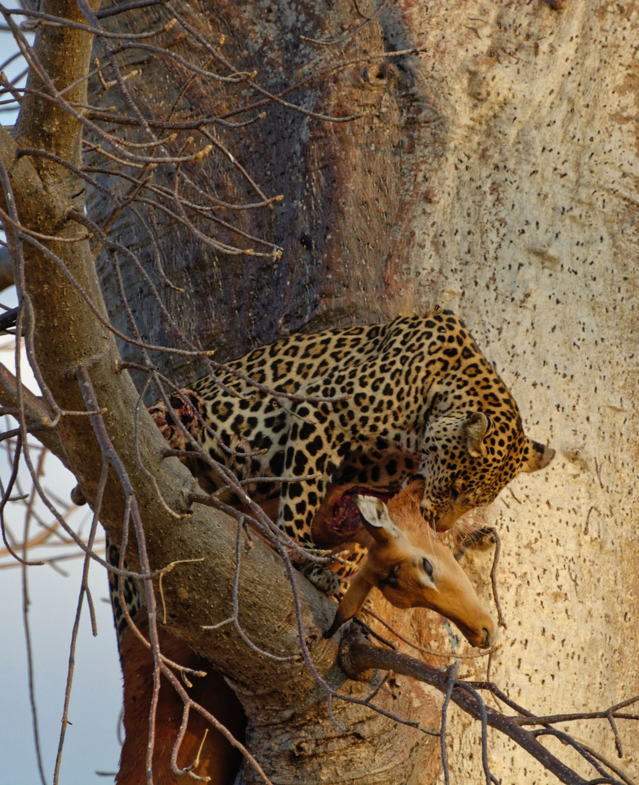 Leopard with a kill in a tree in Ruaha National Park Tanzania Enkai Africa