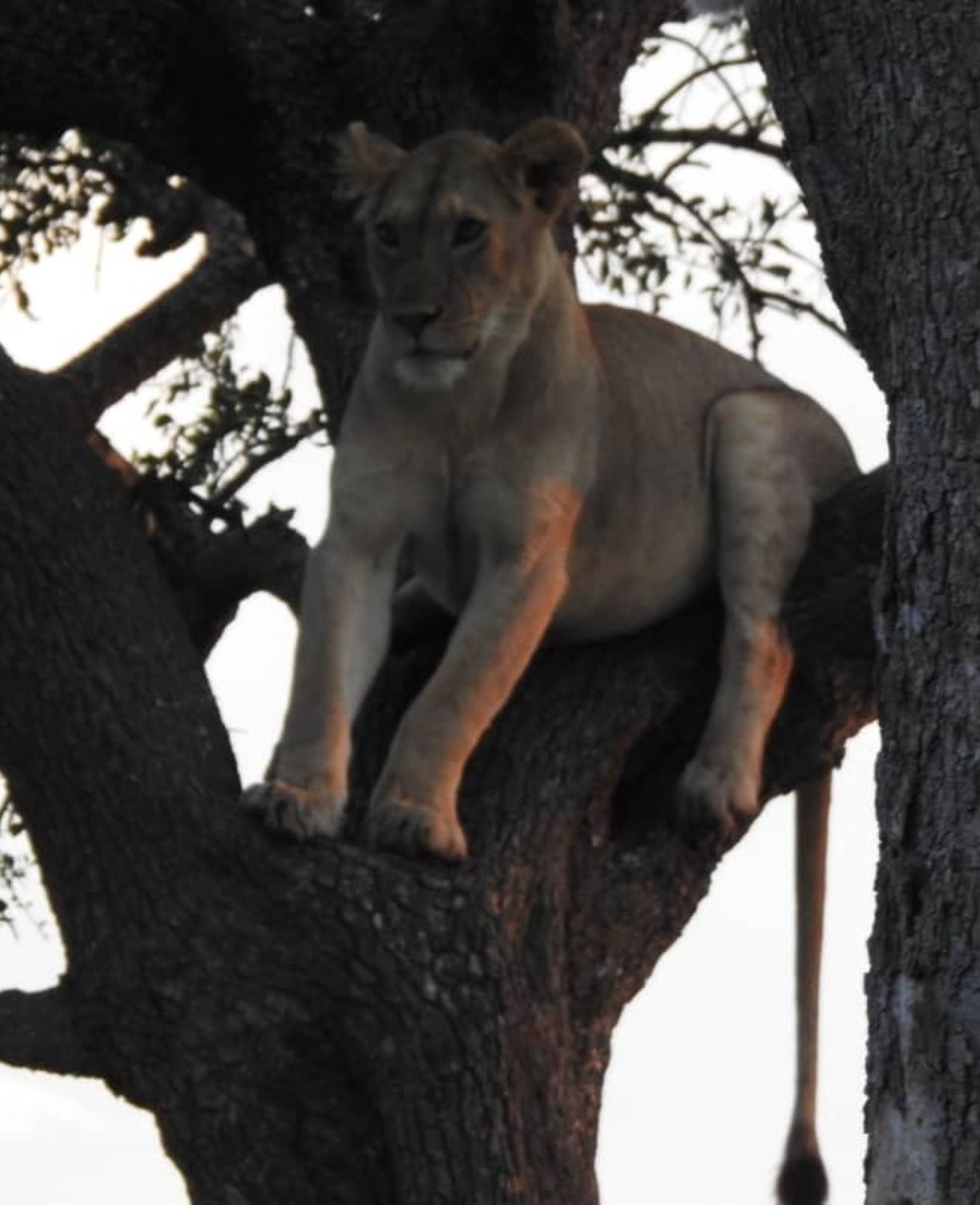 Tree climbing Lion Lake Manyara Tanzania safari with enkai Africa