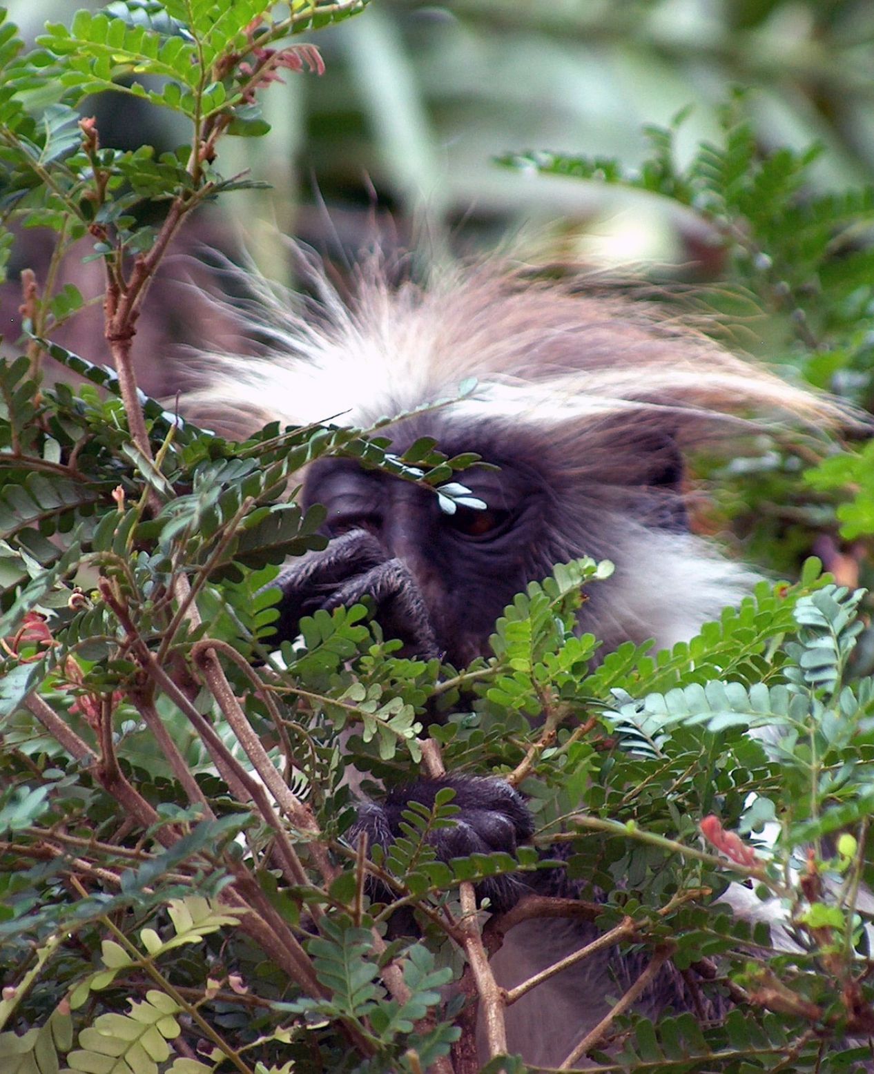 Colobus monkey foraging in Arusha National park on Safari with Enkai Africa
