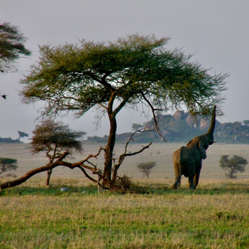 Elephant eating from acacia tree in serengeti tanzania Enkai Africa safaris
