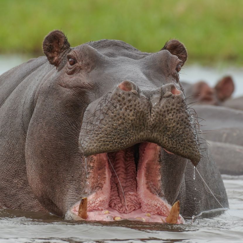 Hippo in Rufiji river near selous camp in Nyerere national park Tanzania Enkai Luxury Safaris