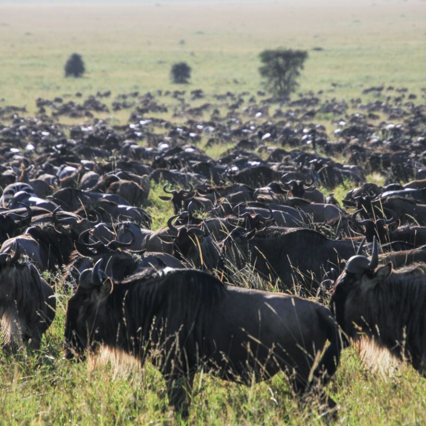 wildebeast migration tanzania serengeti safari with enkai africa